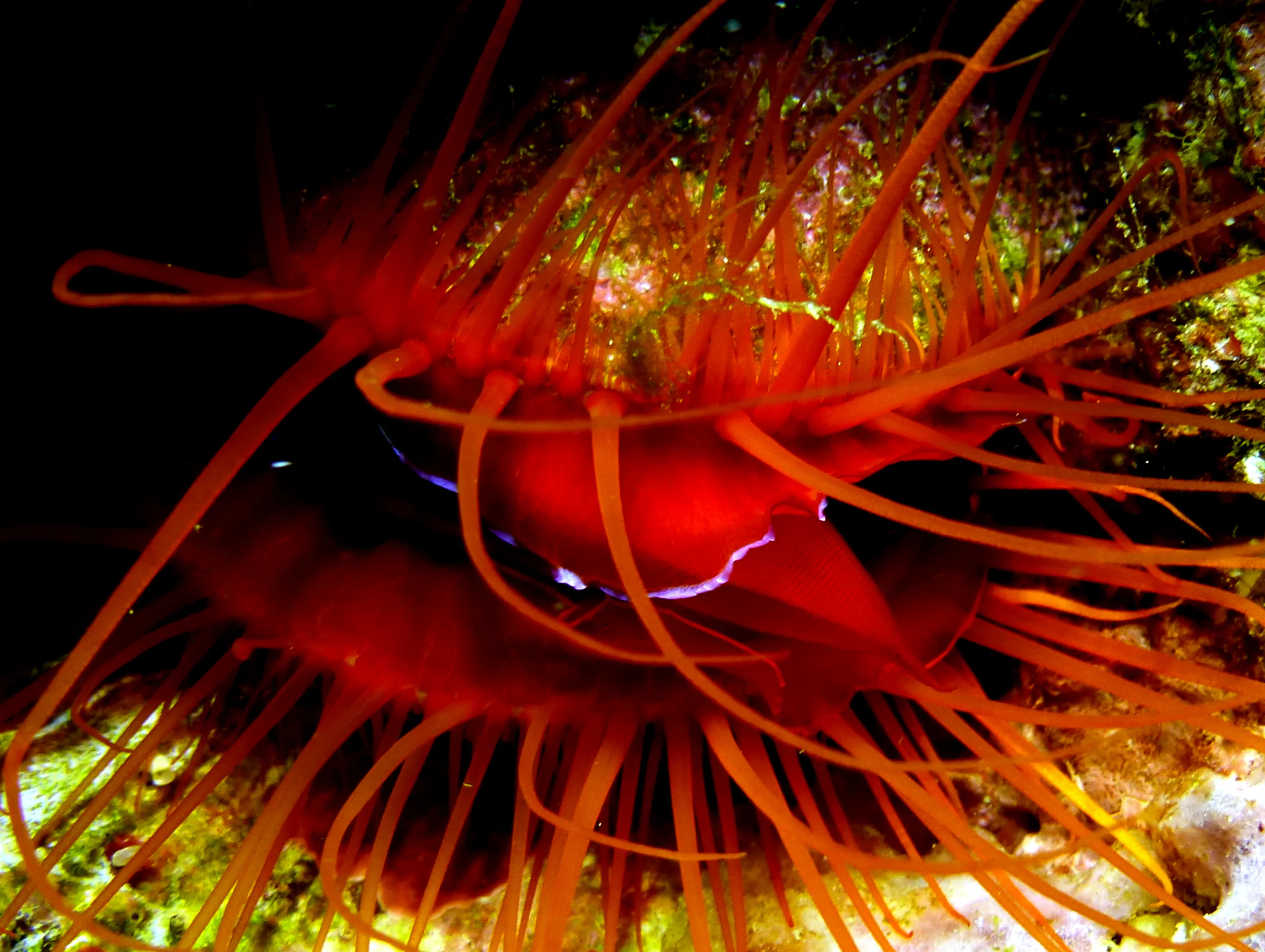 Philippines underwater photograph, 2014