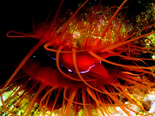 Underwater photograph by Joel Bergsma