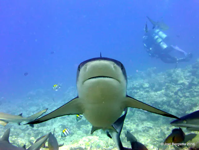 Underwater photograph by Joel Bergsma