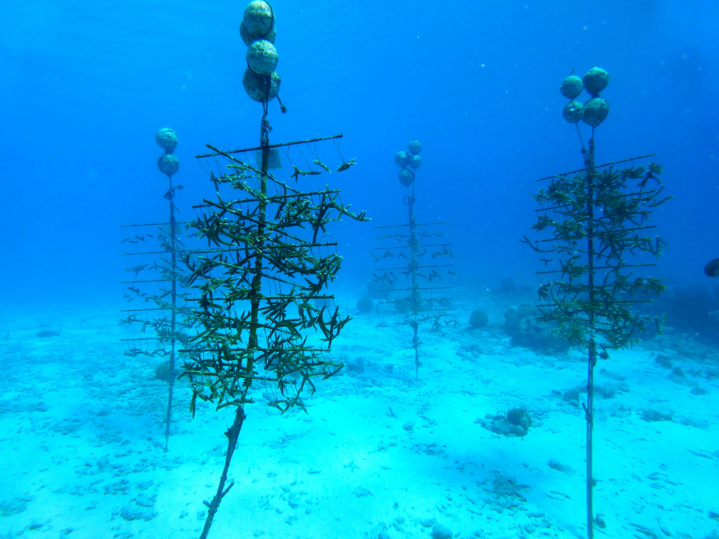 Bonaire underwater photograph, 2013