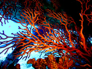 Underwater photograph by Joel Bergsma