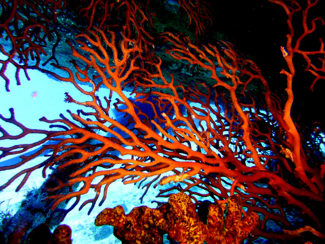 Underwater photograph by Joel Bergsma