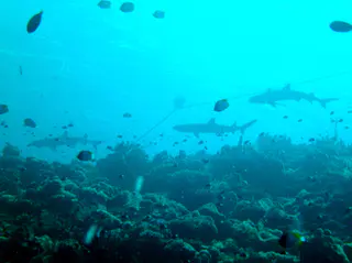 Three reef sharks swim by the boat's mooring line.