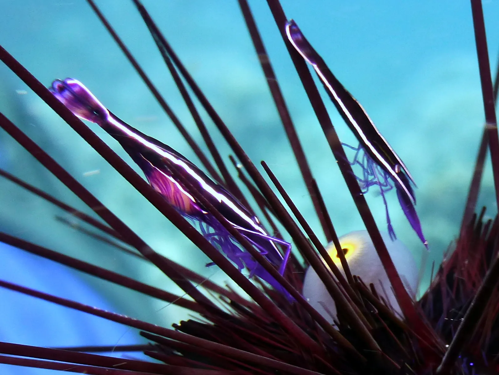 Shrimp, Philippines, 2014