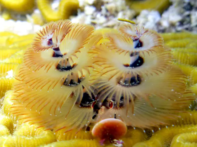 Underwater photograph by Joel Bergsma