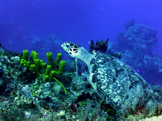 Underwater photograph by Joel Bergsma