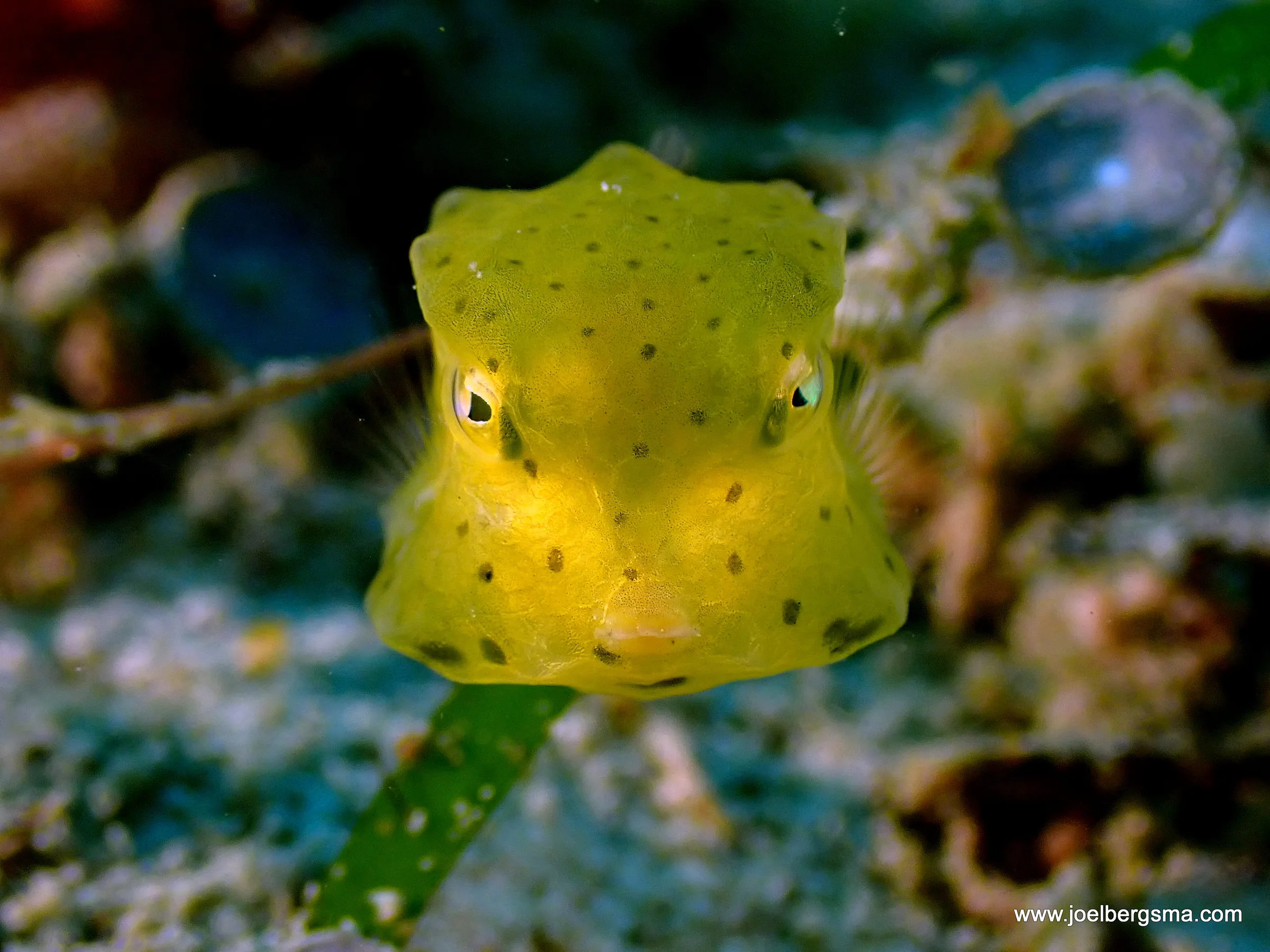 Philippines underwater photograph, 2022