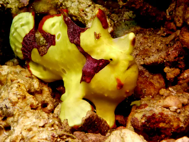 Underwater photograph by Joel Bergsma
