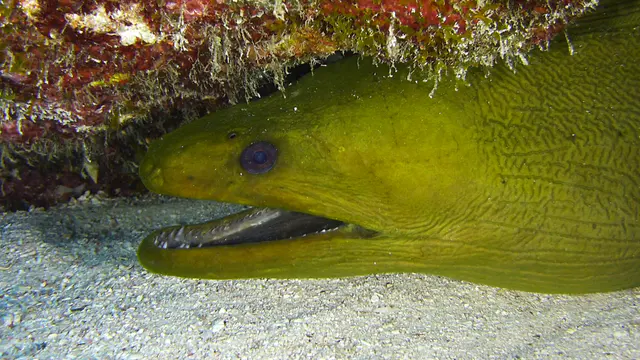 Underwater photograph by Joel Bergsma