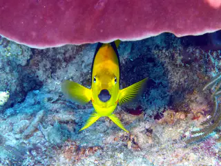 Underwater photograph by Joel Bergsma