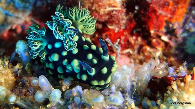Underwater photograph by Joel Bergsma