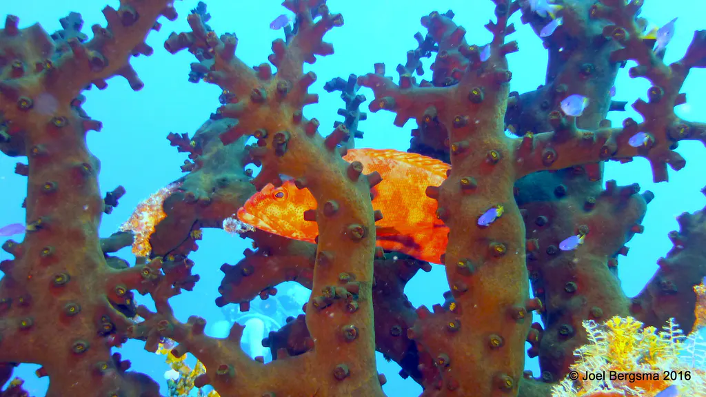 Underwater photograph by Joel Bergsma