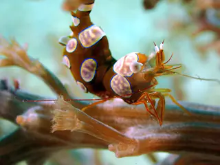 Underwater photograph by Joel Bergsma
