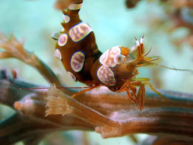 Underwater photograph by Joel Bergsma