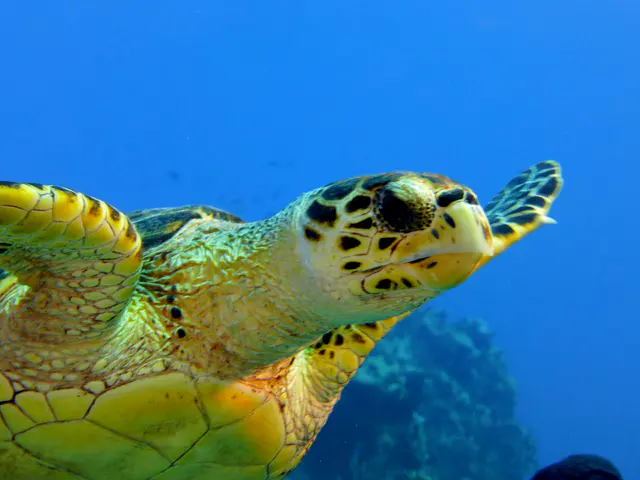 Underwater photograph by Joel Bergsma