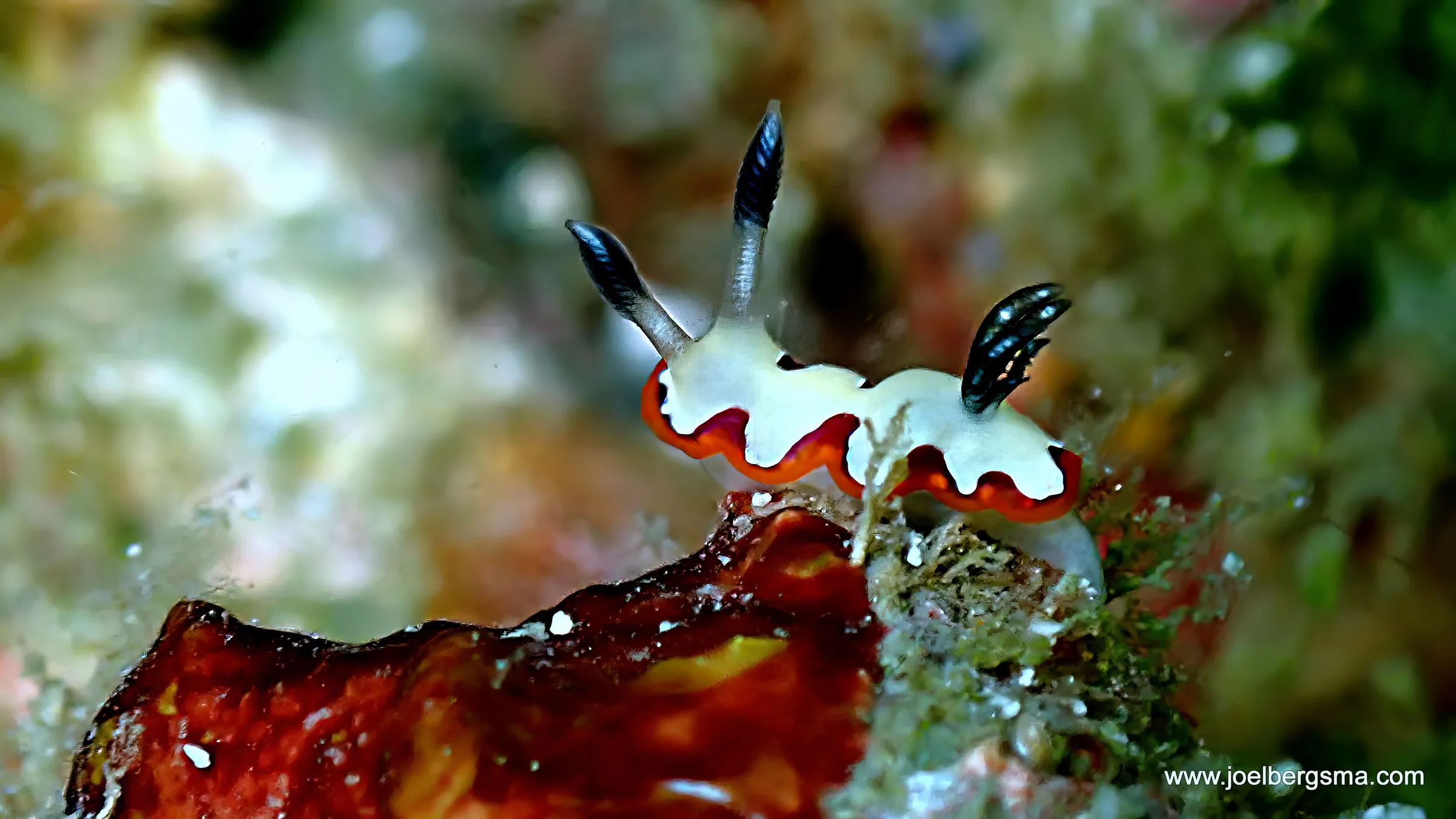 Philippines underwater photograph, 2022