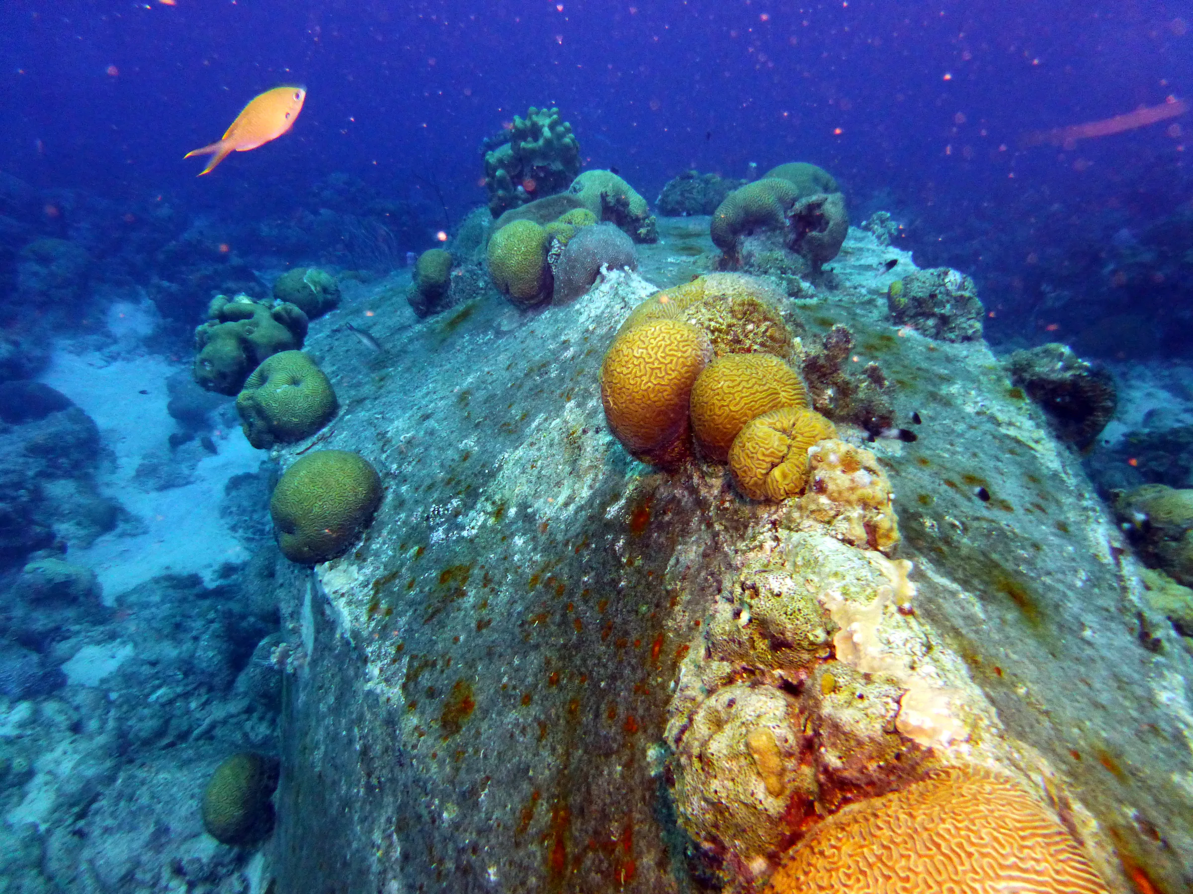 Bonaire underwater photograph, 2013