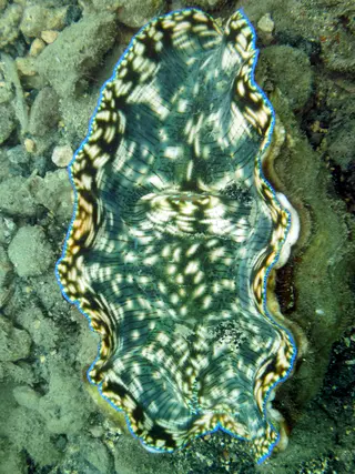 Another pattern is reflected in this green clam at Sam's Wall.