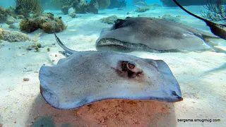 Underwater photograph by Joel Bergsma