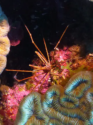 Underwater photograph by Joel Bergsma