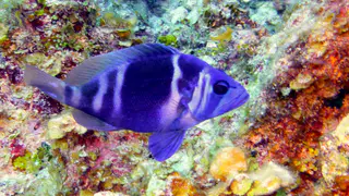 Underwater photograph by Joel Bergsma