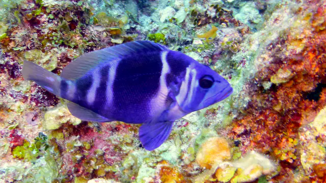 Underwater photograph by Joel Bergsma