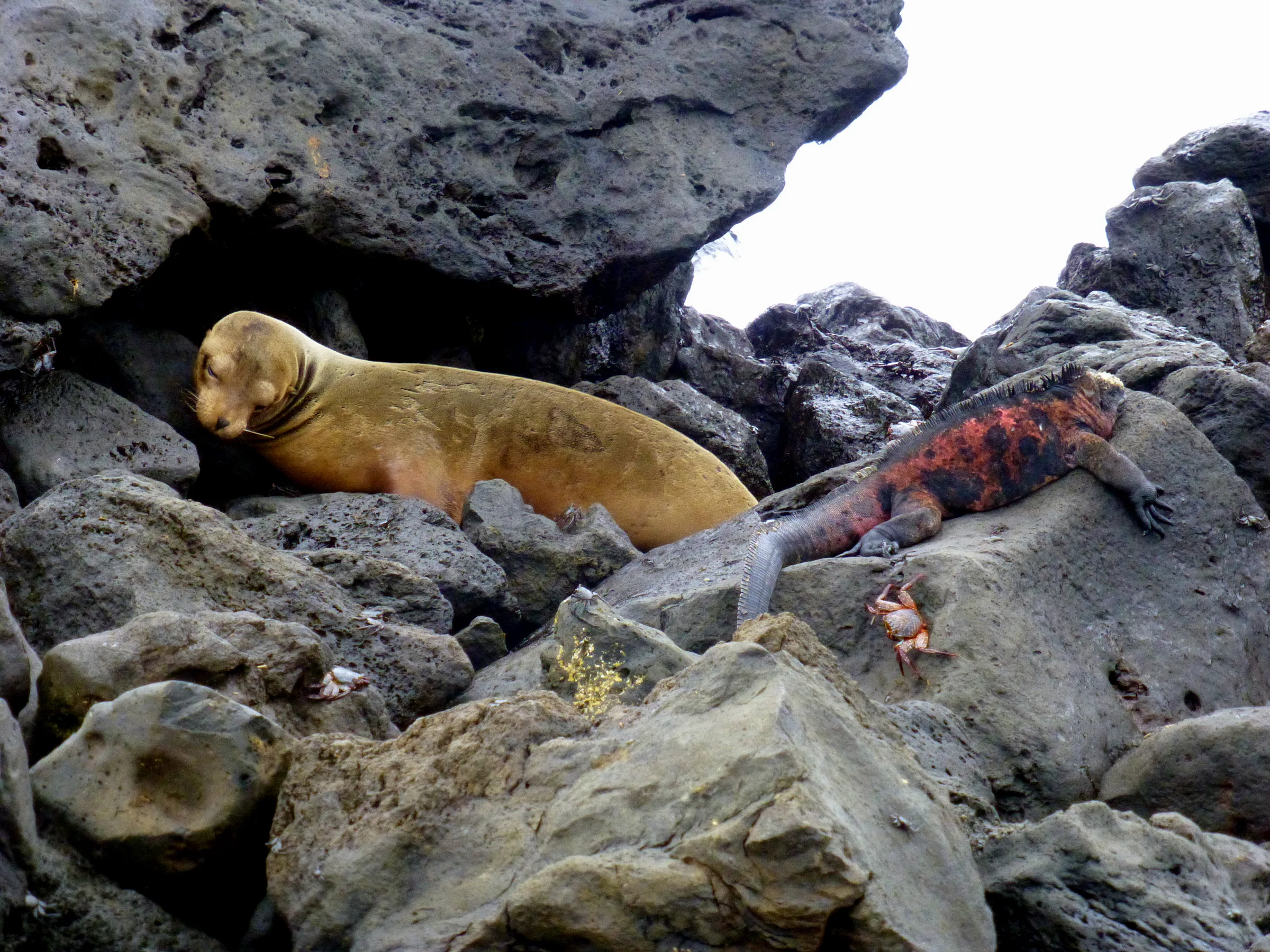 The trifecta - Sea lion, marine iguana, and Sally Lightfoot Crab.
