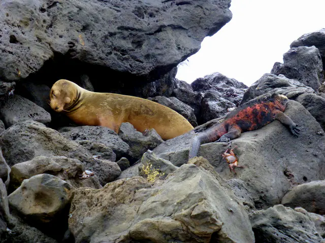 The trifecta - Sea lion, marine iguana, and Sally Lightfoot Crab.