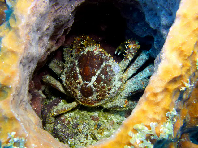 Underwater photograph by Joel Bergsma