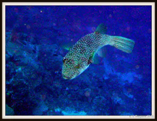 2012-02-07 Ngerechong Outer Drop-Off (12).JPG