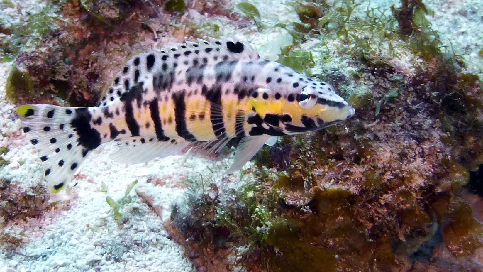Harlequin Bass, Belize, 2017