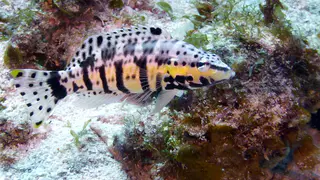 Underwater photograph by Joel Bergsma