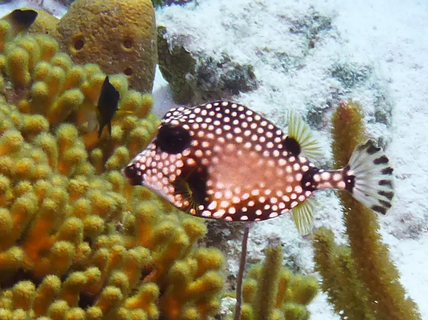 Smooth Trunkfish, Bonaire, 2013