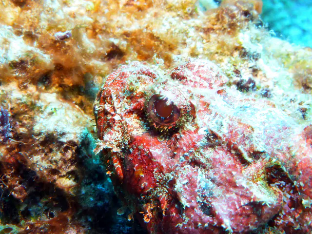 Underwater photograph by Joel Bergsma
