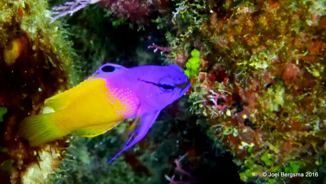 Underwater photograph by Joel Bergsma