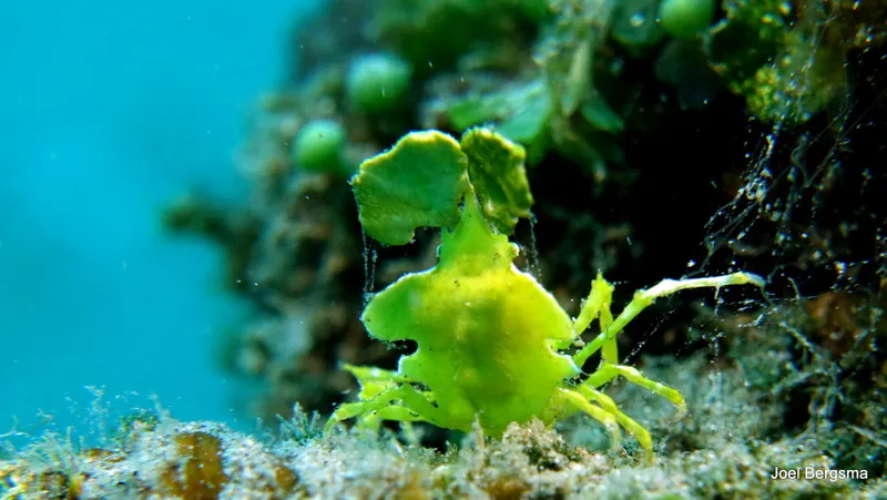 Underwater photograph by Joel Bergsma