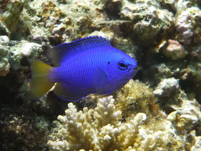 Underwater photograph by Joel Bergsma