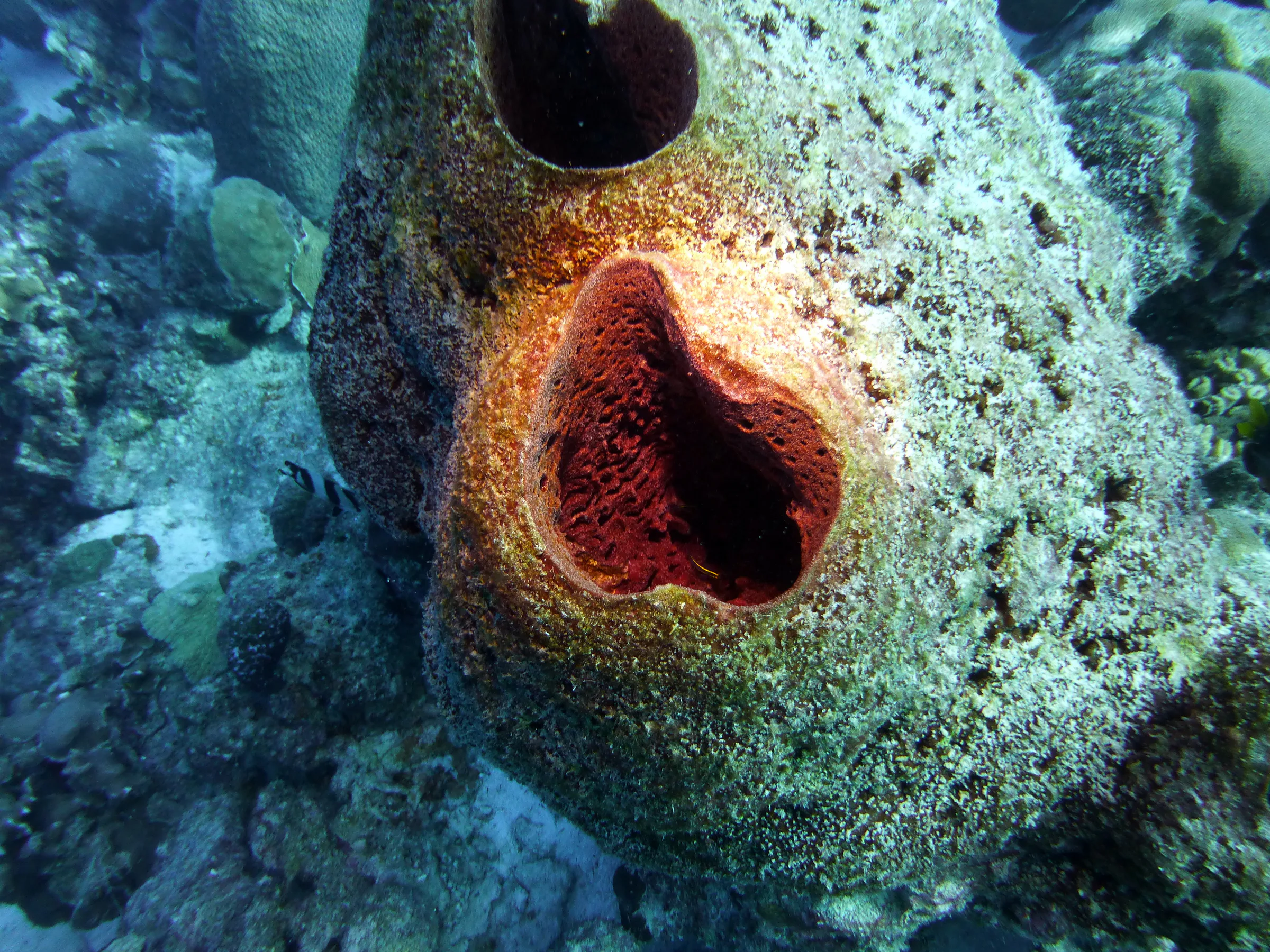 Bonaire underwater photograph, 2013