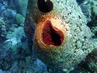Underwater photograph by Joel Bergsma