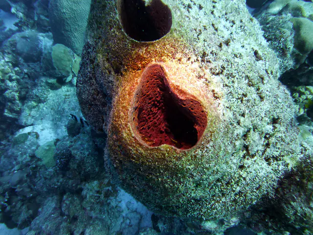 Underwater photograph by Joel Bergsma