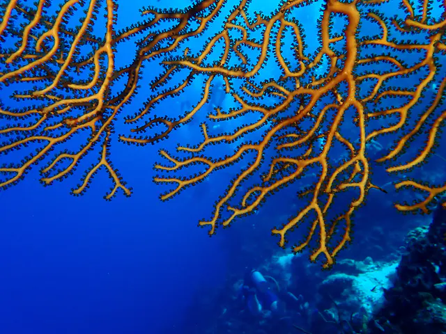 Underwater photograph by Joel Bergsma