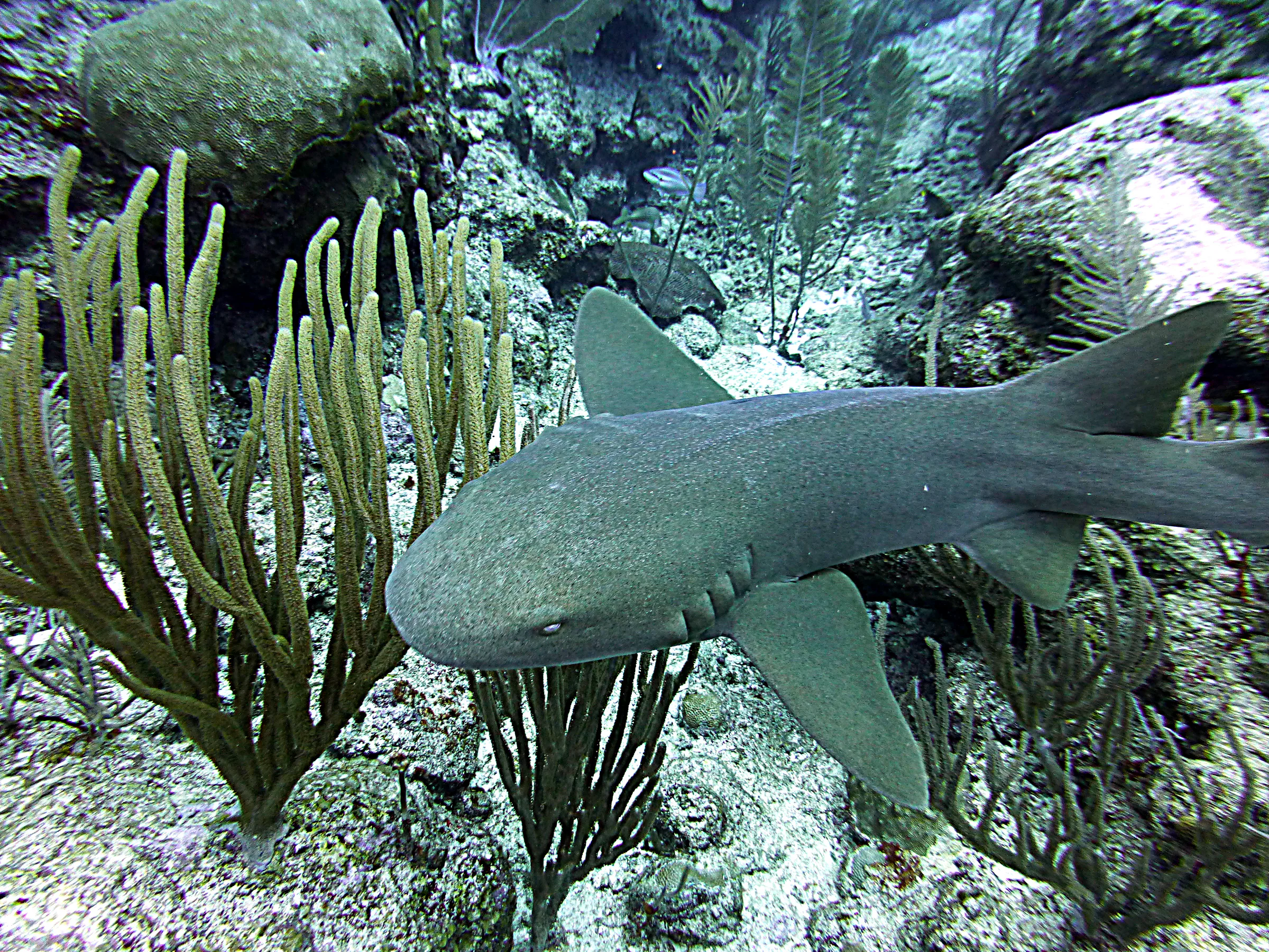 Nurse Shark, Belize, 2017
