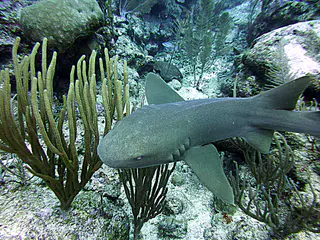 Underwater photograph by Joel Bergsma