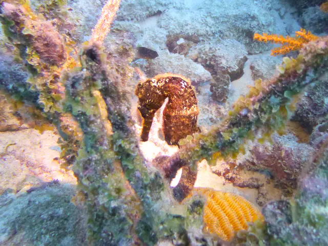 Underwater photograph by Joel Bergsma