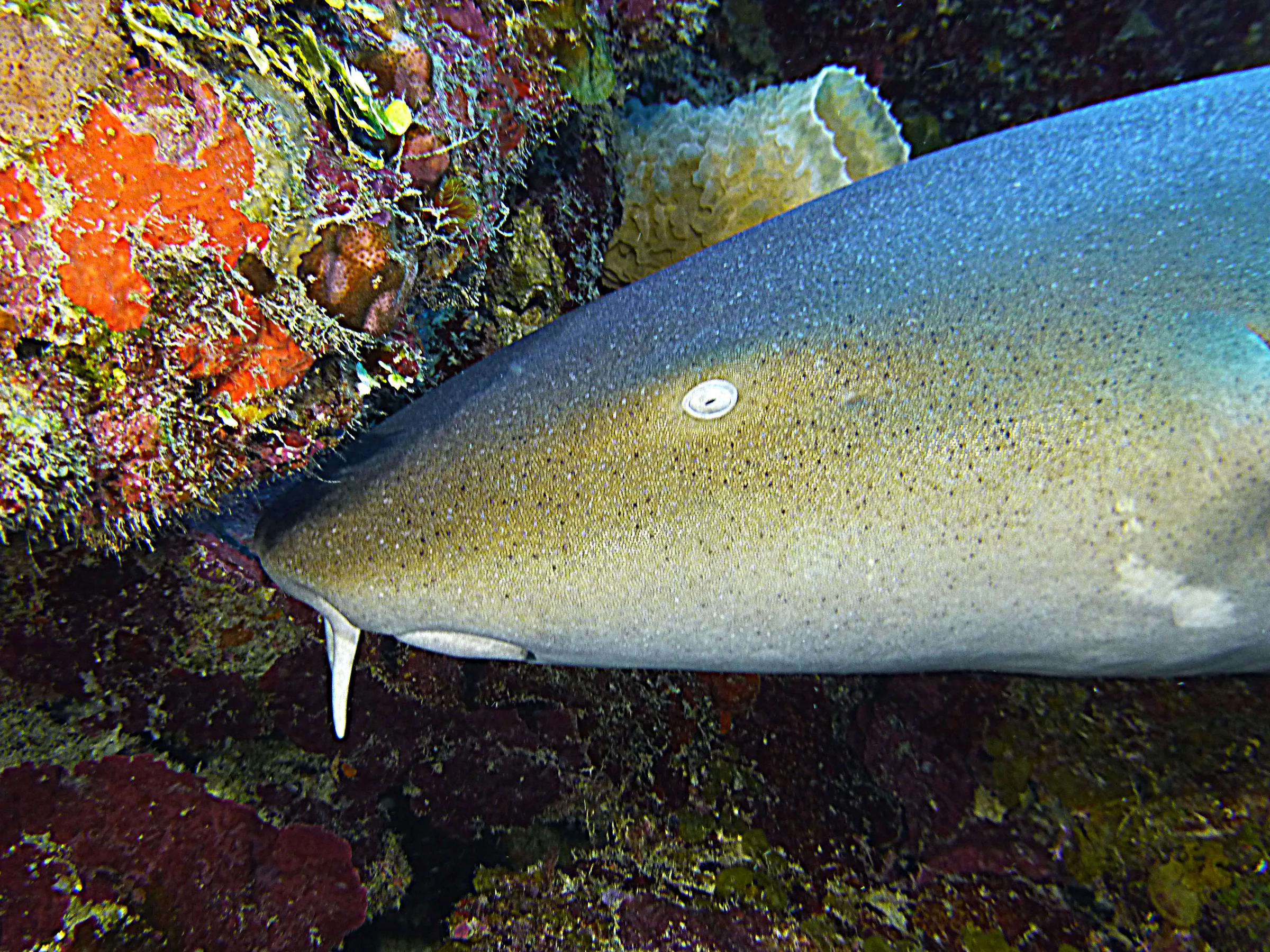 Belize underwater photograph, 2017