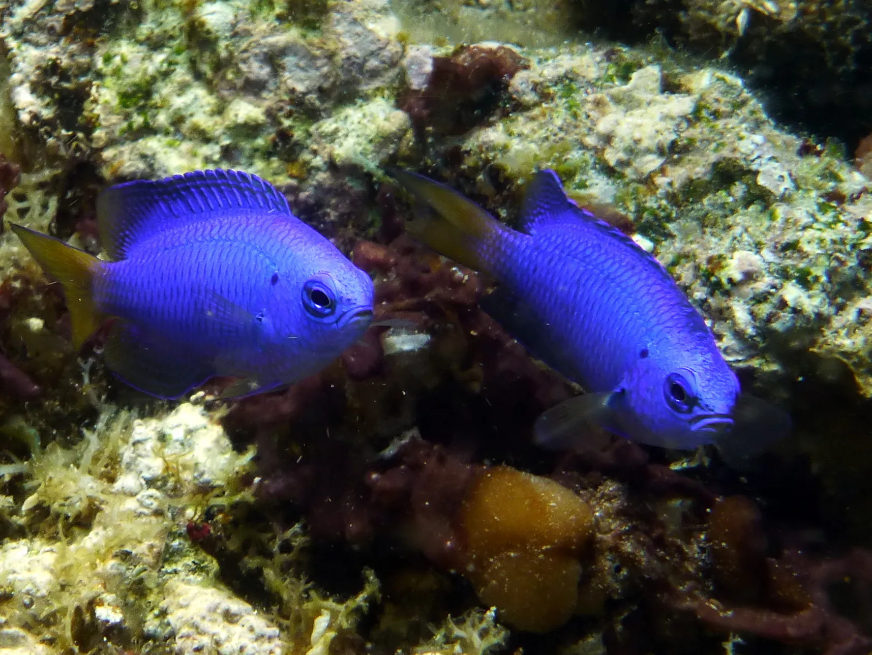 Blue Chromis, Philippines, 2014