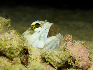 Underwater photograph by Joel Bergsma