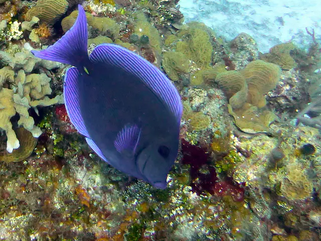 Underwater photograph by Joel Bergsma