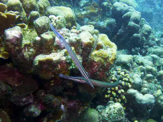 Underwater photograph by Joel Bergsma