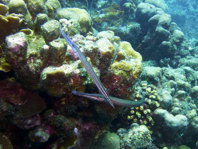Underwater photograph by Joel Bergsma